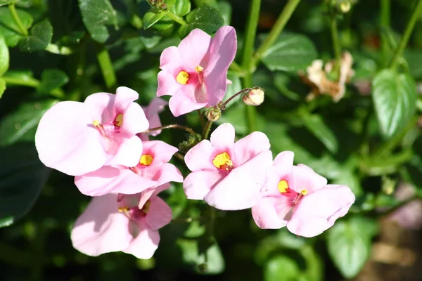 Rosa blomma blommar — Stockfoto