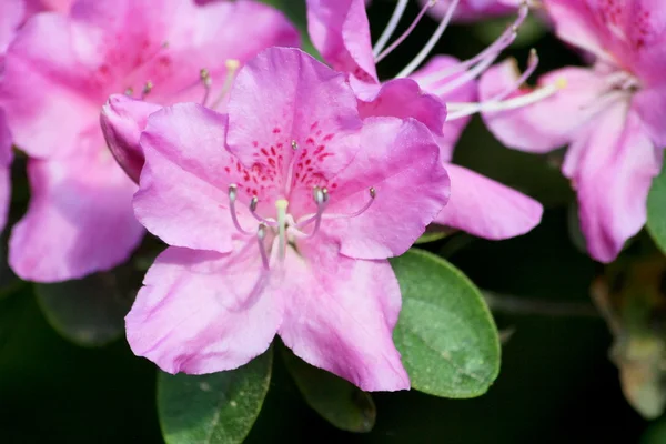 Rododendro (Rododendro ) — Foto Stock