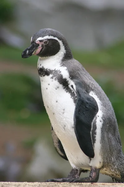 Humboldt penguin (Spheniscus humboldti) — Stock Photo, Image