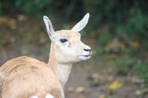 Αντιλόπη (Antilope cervicapra)) — Φωτογραφία Αρχείου
