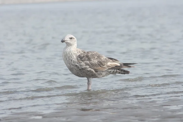 Gabbiano aringa (Larus argentatus) — Foto Stock