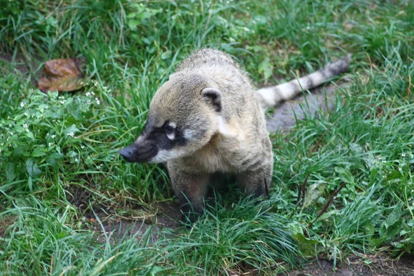 Coati (Nasua) — Stock Photo, Image