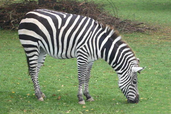 Zebra stepní (Equus quagga) Royalty Free Stock Obrázky