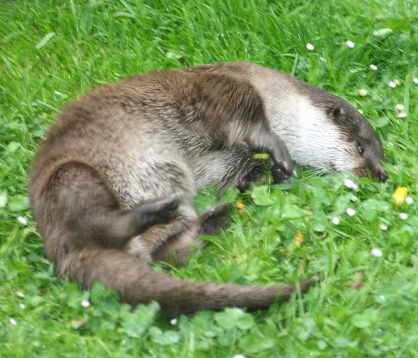 Otter — Stock Photo, Image