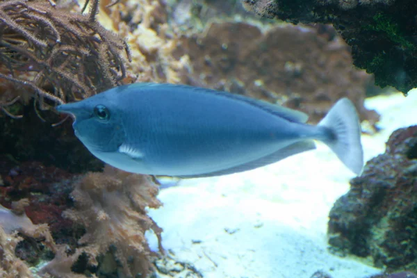 Blauer Fisch — Stockfoto