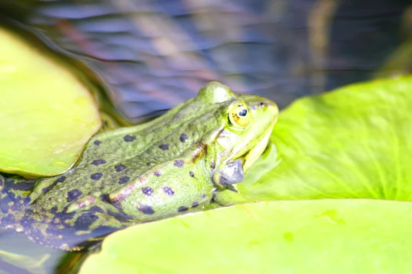 Zelené vody žába — Stock fotografie
