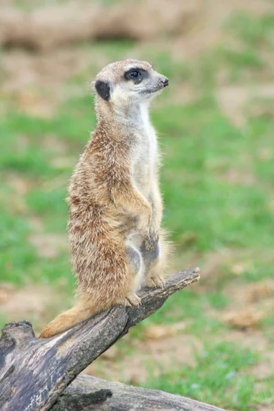 Erdmännchen (suricata suricatta)) — Stockfoto