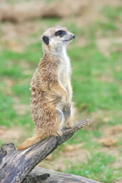 Meerkat (suricata suricatta ) Ліцензійні Стокові Фото