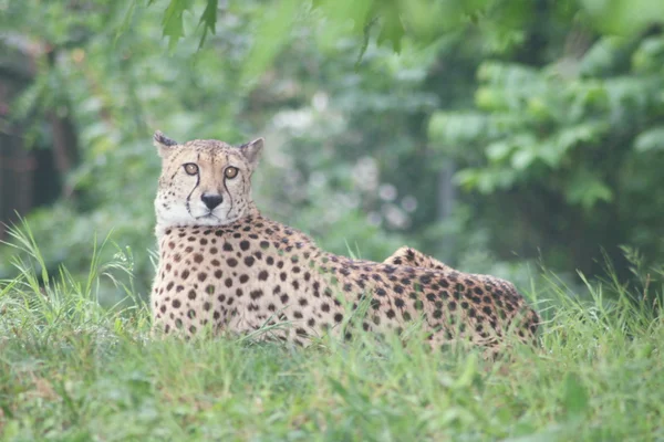 Cheetah — Stock Photo, Image