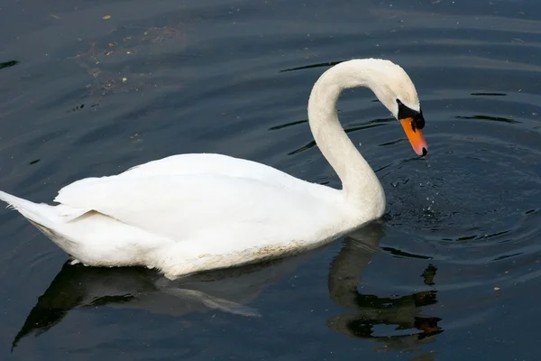 முட்டாள்தனமான சுவனம் (Cygnus olor) ) — ஸ்டாக் புகைப்படம்