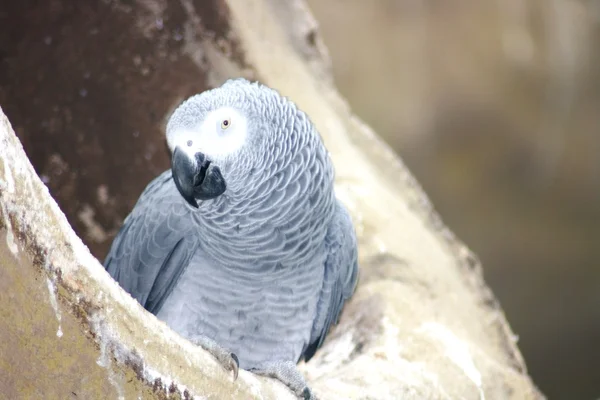 Loro gris — Foto de Stock