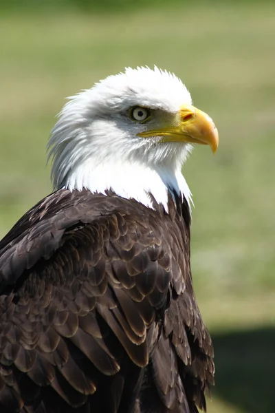 Águia-careca (haliaeetus leucocephalus) — Fotografia de Stock