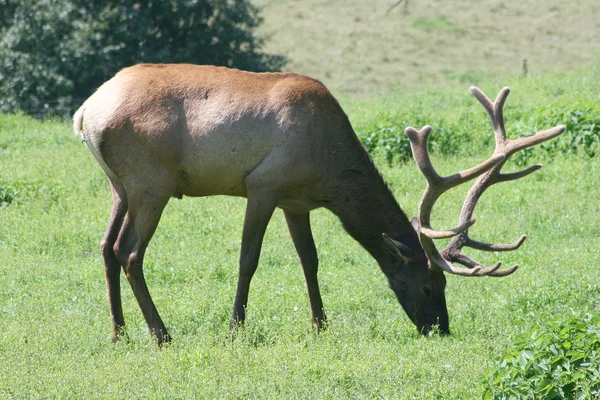 Bika elk (Cervus canadensis) Stock Kép