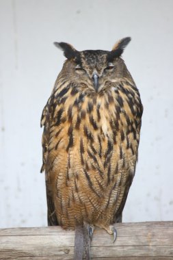 Kartal Baykuşu (Bubo bubo)