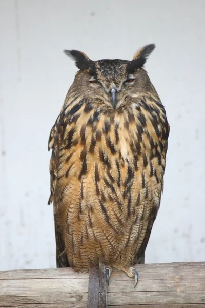 Eagle owl (Bubo bubo) — Stock Photo, Image