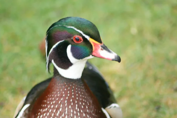 Pato de madera (Aix sponsa ) — Foto de Stock