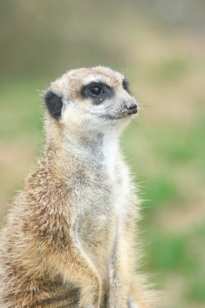 Meerkat (suricata suricatta) — Stockfoto