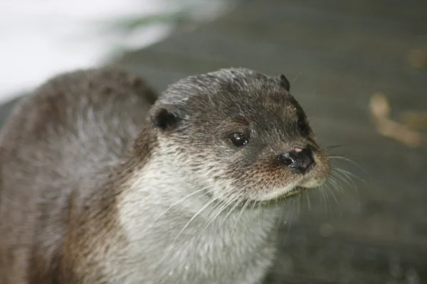 Lontra — Fotografia de Stock