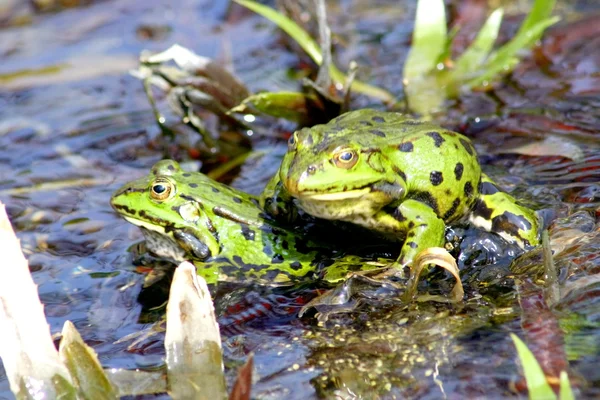 Зелена вода жаба Стокове Фото