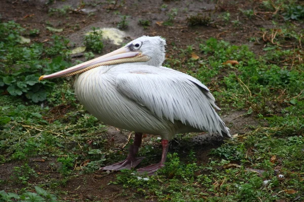 Pélican blanc (Pelecanus onocrotalus) ) — Photo