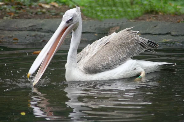 Witte pelikaan (Pelecanus onocrotalus)) — Stockfoto