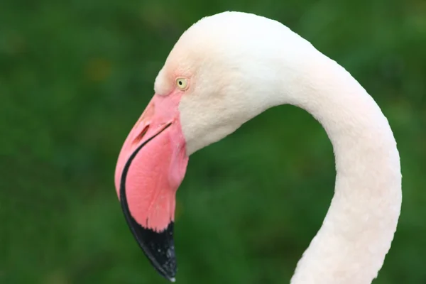 Flamingo (Phoenicopterus ruber) — Stok fotoğraf