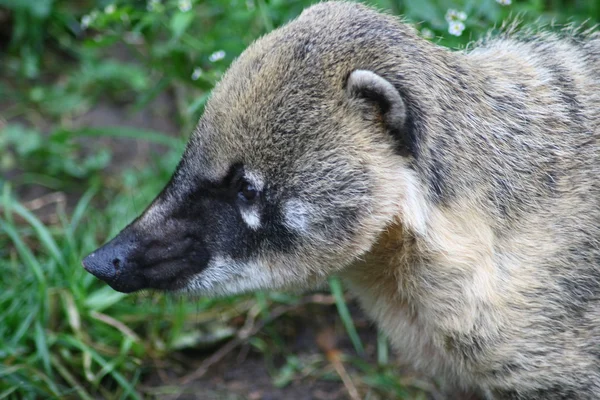 Coati (Nasua) ) — стоковое фото