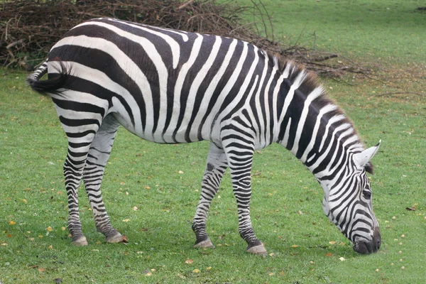 Zebra stepní (Equus quagga) Stock Obrázky