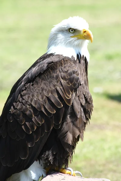 Águia-careca (haliaeetus leucocephalus) — Fotografia de Stock