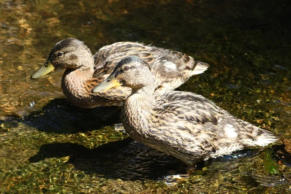 Mallards (Anas platyrhynchos) — Stockfoto