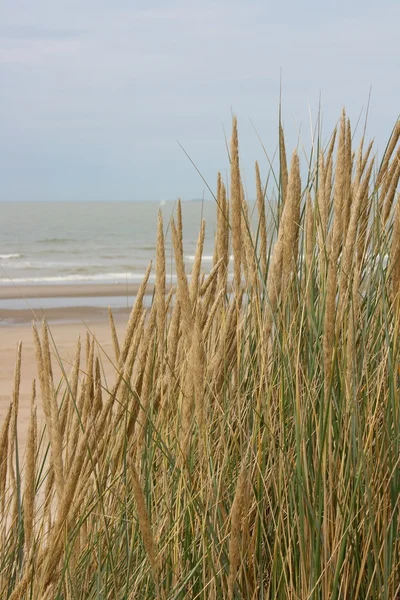 Dune gräs — Stockfoto