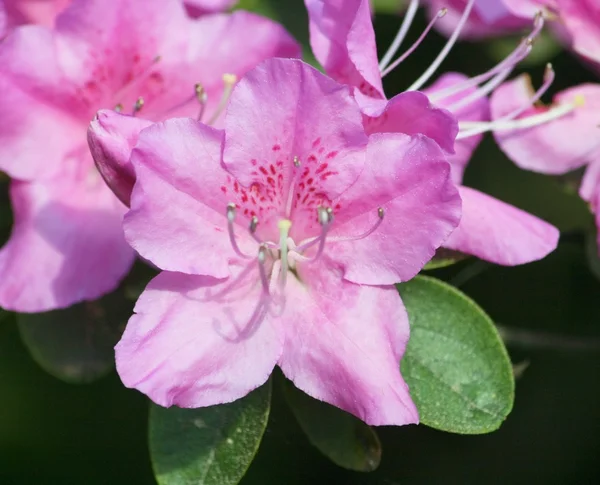 Le rhododendron (Rhododendron) — Photo