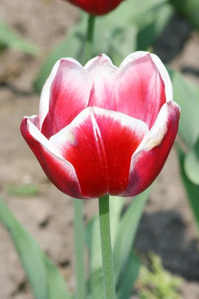 Tulip — стокове фото