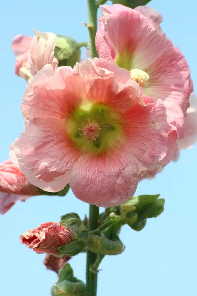 Hollyhock — Stock fotografie