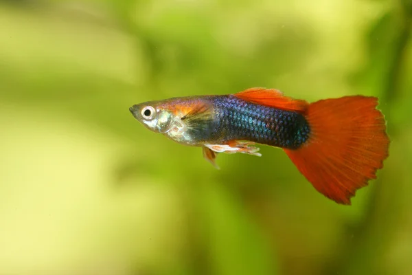 Guppy (Poecilia reticulata)) — Zdjęcie stockowe