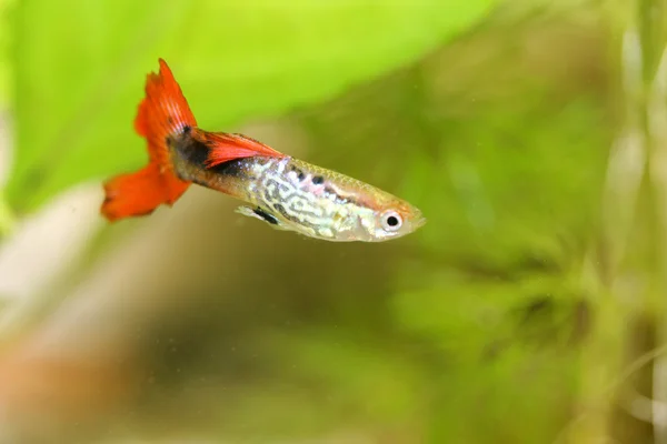 Guppy (Poecilia reticulata) — Fotografia de Stock