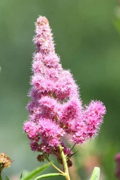 Pink flowering shrub — Stock Photo, Image