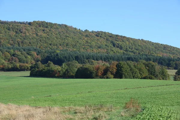 Wald — Stockfoto