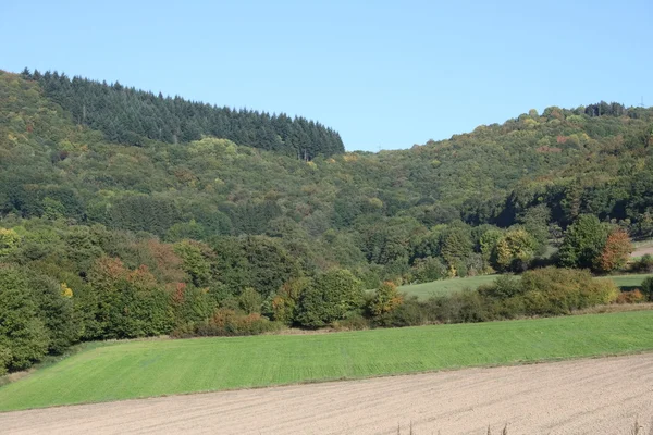 Skog — Stockfoto