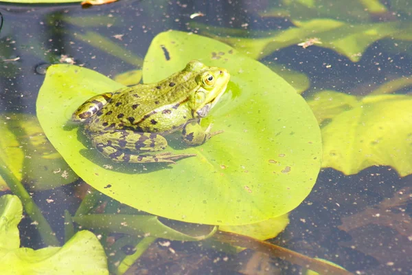 Grenouille d'eau verte — Photo