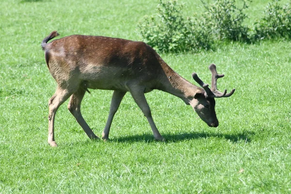 Fallow deer-bull — Stock Photo, Image
