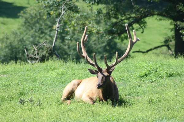 Bull elk Cervus canadensis — Stock Photo, Image