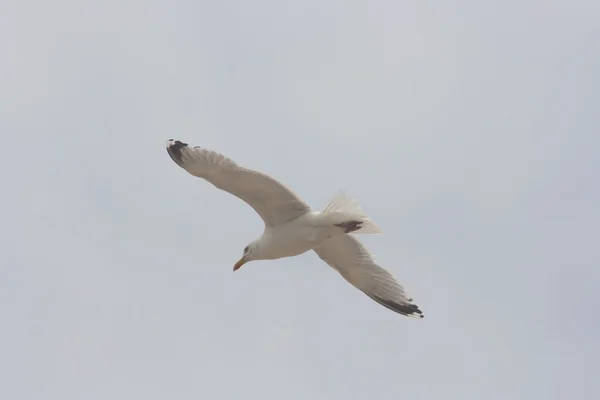 A flying gull — Stock Photo, Image