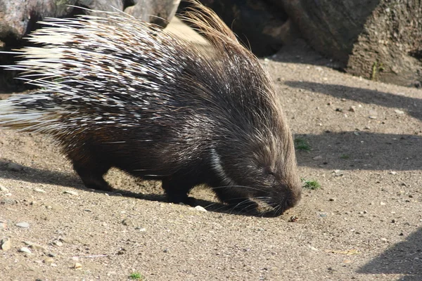 Porcupine is een knaagdier — Stockfoto