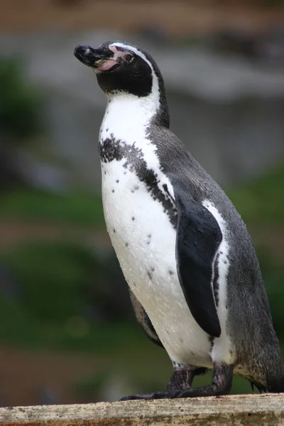 Um pinguim Humboldt — Fotografia de Stock