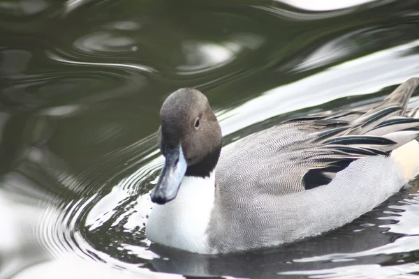 Mužský Pintail — Stock fotografie