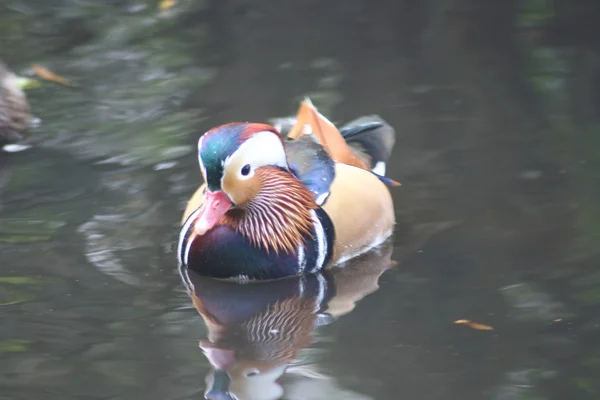 Mannelijke Mandarijn eend — Stockfoto