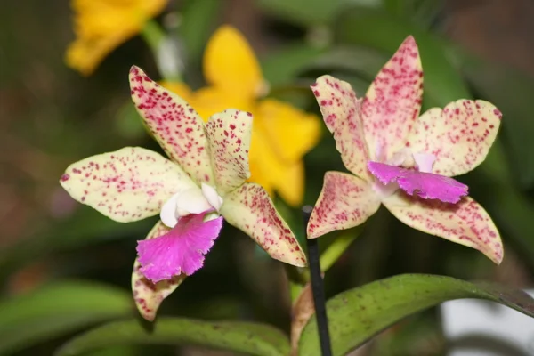 Farbige Orchideen blühen — Stockfoto