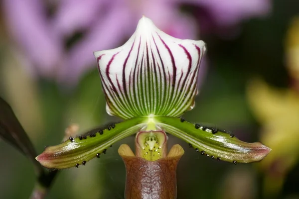 Einige Blumen blühen — Stockfoto