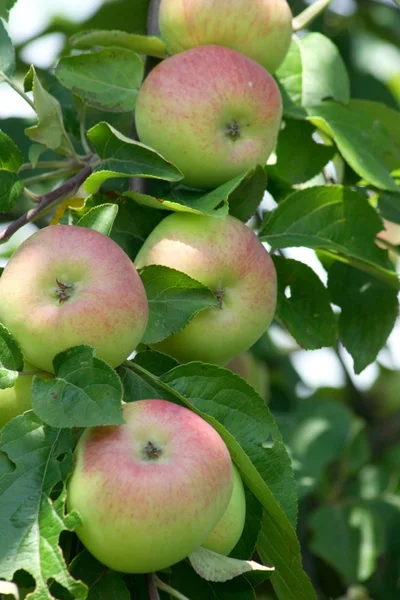 Fem äpplen hängande — Stockfoto